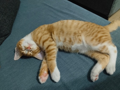 Mır mır kucak delisi bir sarman :) fotoğraf