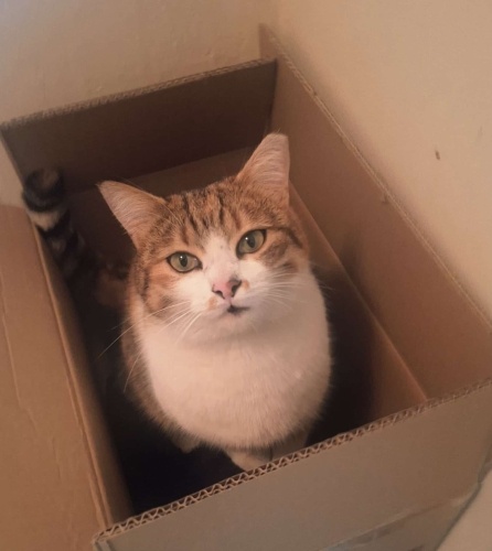 SOKAĞA ATILMIŞ, KARTON KUTUDA YAŞIYOR fotoğraf