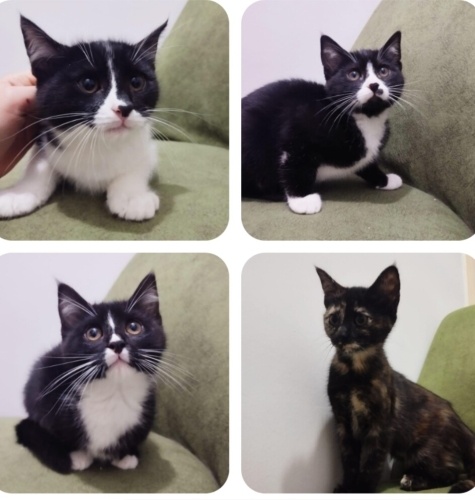 🖤🤍 4 YAVRU – BİR KUTU – BİR ÇÖP KENARI 🤍🧡 fotoğraf