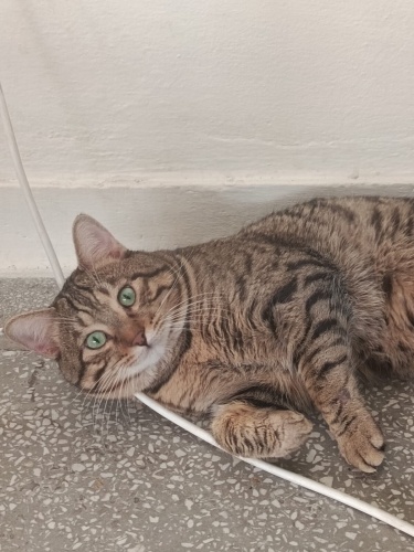 Behlulume ömürlük yuva ariyorum fotoğraf