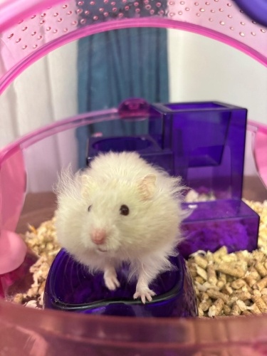 3 aylık hamstera yuva arıyoruz fotoğraf