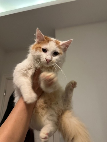 Pamuk kız ömürlük yuvasını arıyor fotoğraf