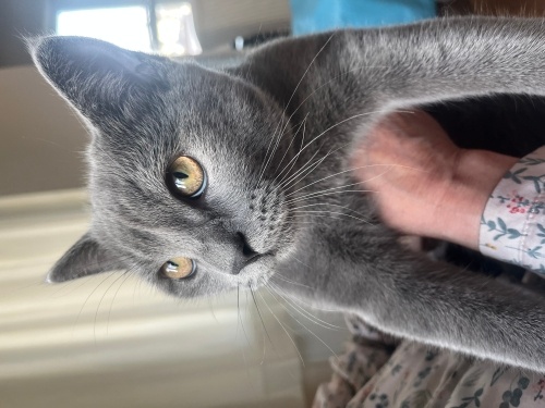 5 aylık erkek yavru fotoğraf