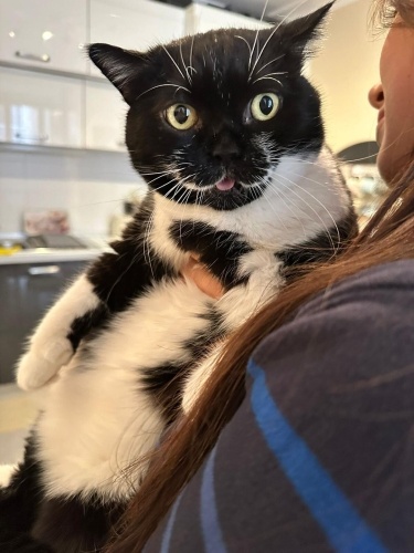 Benek kız kısır aşıları tam yuvasını arıyor fotoğraf