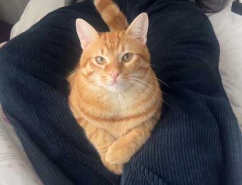 Sevecen sıcak kanlı oyuncu hırçın değil fotoğraf