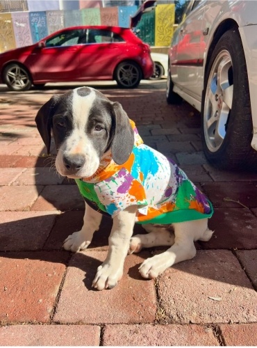 Sosis bebekler barınağa gidecek acil yuva bulmamız lazım fotoğraf