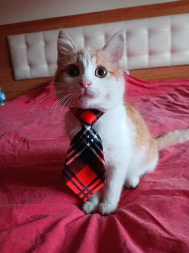 Lokum bebek ailesini bekliyor fotoğraf