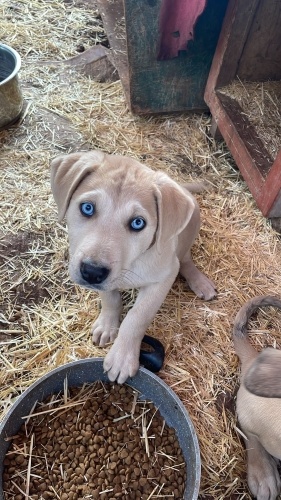 Barınaktalar yuva çıkarsa o cehennemden kurtulacaklar Antalya fotoğraf