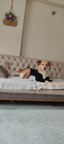 Golden kızımız Antalya’da yuva arıyor fotoğraf