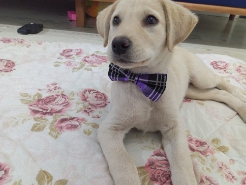 Labrodor kırması yavrumuz Antalya’da yuva arıyor fotoğraf