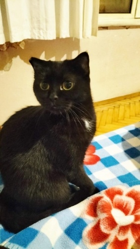 Cins kızımız Antalya’da yuva arıyor fotoğraf