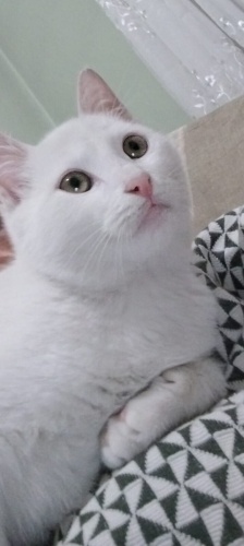 KARTANESİNİ ÇOK GÜZEL UYSAL SEVGİ YUMAĞI fotoğraf