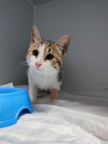 görme engelli yavrumuza acil yuva ariyoruz fotoğraf