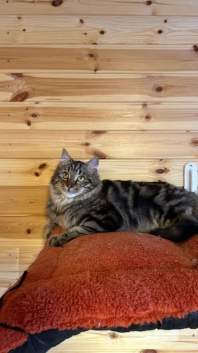 Sıcacık bakışlı mini aslana yuvaya arıyoruz fotoğraf