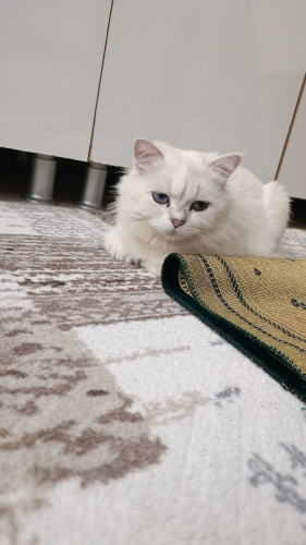 Maviş sahibini bekliyor fotoğraf