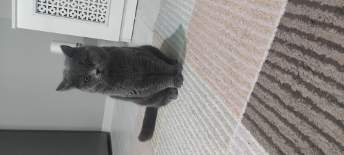 Duman yuva ariyor fotoğraf