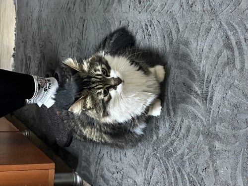 Dünyanın en uysal kedisi leylaa fotoğraf