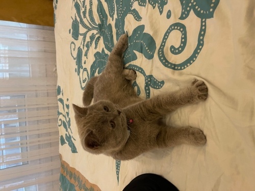 Oyuncu kedimize yeni yuva arıyoruz fotoğraf