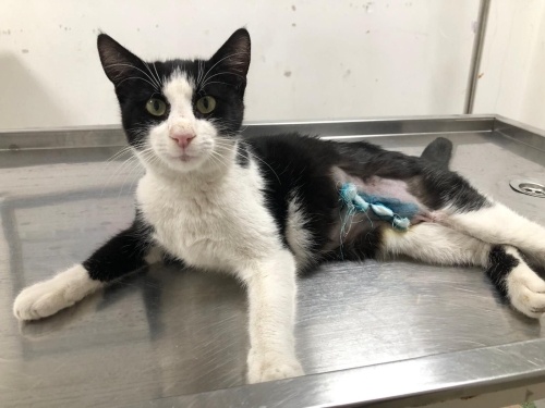 Smokin Kedi ACİL YUVA fotoğraf