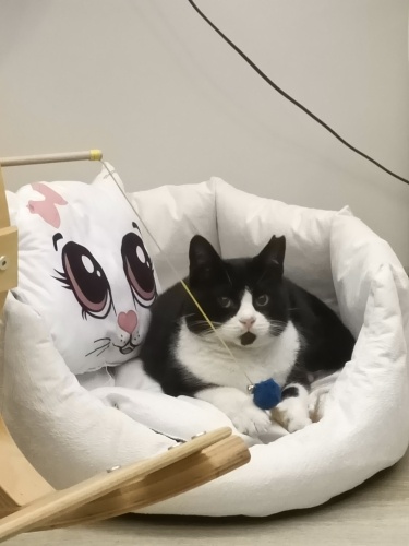 Rokaya aile arıyoruz(açıklamayı okuyunuz) fotoğraf