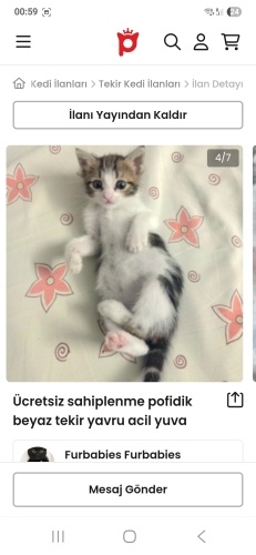 Ücretsiz sahiplenme pofidik yavru fotoğraf