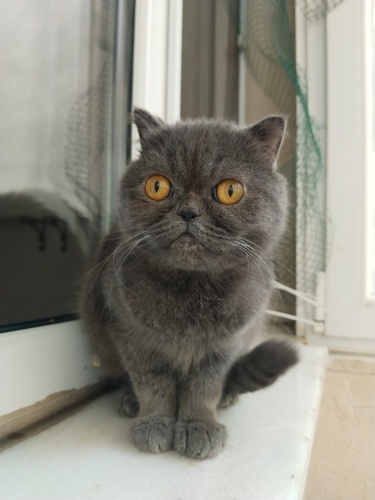 Ücretsiz sahiplenme pofidik iran kedisi fotoğraf