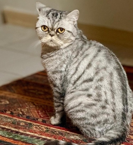 Ücretsiz sahiplenme iran kedisi fotoğraf