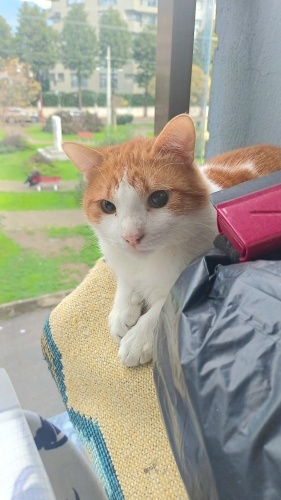 Ücretsiz sahiplenme pofidik sarman lütfen okuyun fotoğraf