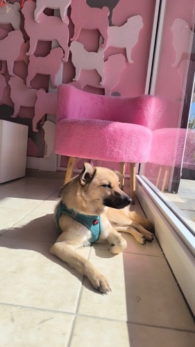 Ücretsiz sahiplenme fatmagul küçücük irk acil yuva fotoğraf