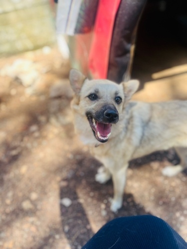 Ücretsiz sahiplenme fino küçücük irk fotoğraf