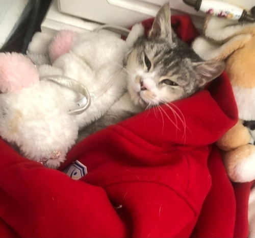 Ücretsiz sahiplenme pofidik British melez kedi acil yuva lütfen okuyun fotoğraf