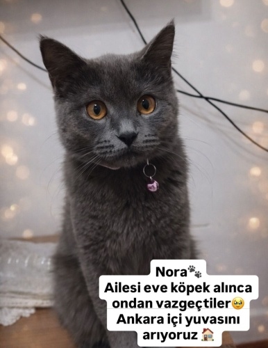 ANKARA – ACİL KALICI YUVA ARANIYOR 🆘 ÜCRETSİZ YUVALANDIRMA🆘🆘🆘🆘🆘 fotoğraf