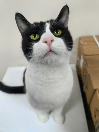 Eskişehir engelli kısır kedi fotoğraf