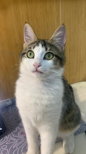 Yummy hakettiği yuvayı arıyor fotoğraf