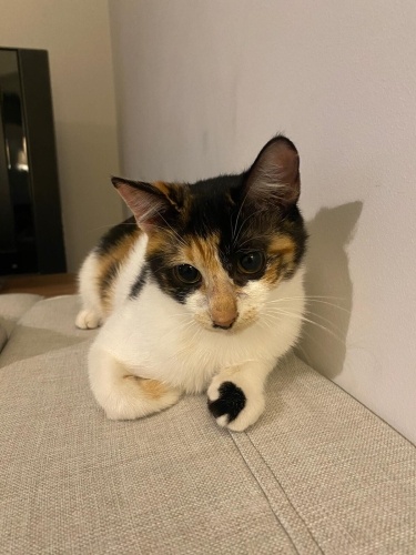 İlgiyi seven oyuncu minnoşuma sıcak bir yuva arıyorum fotoğraf