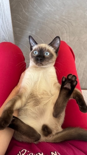 Bana ömürlük yuva olacak ailemi arıyorum fotoğraf