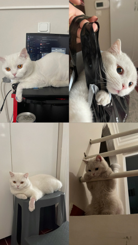 oğlumuz paşaya yuva arıyoruz fotoğraf