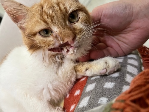 Peynir dışarıda yaşayamayacak yaralı bir kedi🐈 fotoğraf