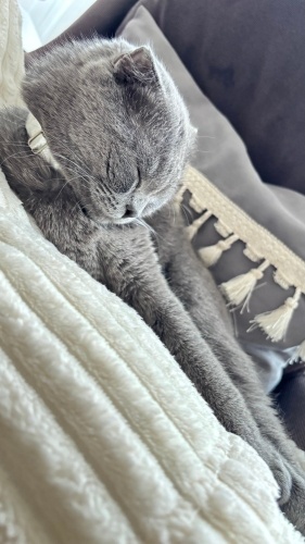 Güzel kızımız için acil yuva arıyoruz fotoğraf