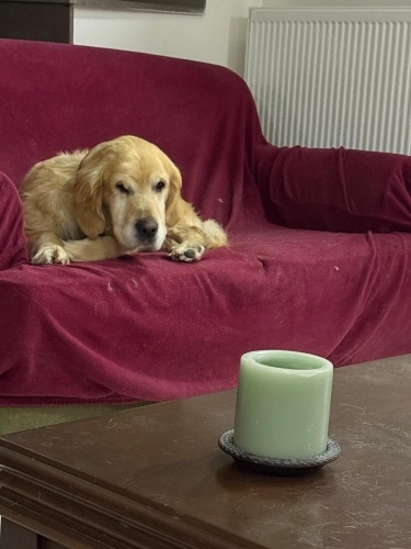 Golden oglumuza yuva fotoğraf