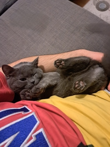 ÜCRETSİZ uysal erkek cins 1.5 yaşında yeni yuva arıyoruz fotoğraf