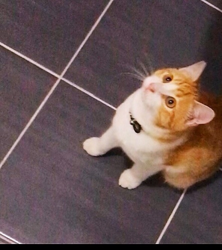 BADEME BİR ŞANS VERELİM,ONU SOKAKTAN KURTARALIM. fotoğraf