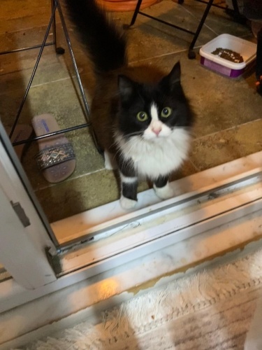 Bu güzeller güzeli siyah-beyaz minnoş ömürlük yuvasını arıyor 🤍 İnsanlara çok i fotoğraf