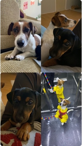 Gökçeadalı anne ve yavrusuna yuva arıyorum. fotoğraf