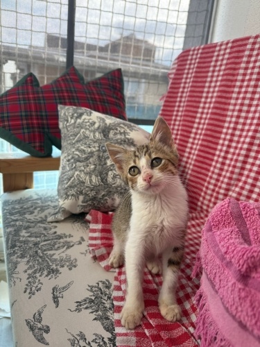 YUVAM OLURMUSUNUZ fotoğraf