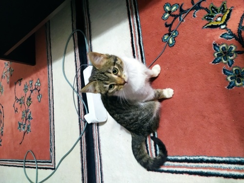 Beni sahiplenerek meleğim olur musun? fotoğraf