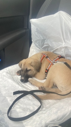 Antalya tatlış Kıza geçici yada kalıcı acil yuva fotoğraf