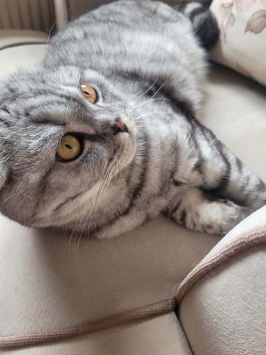 Acil Yuva Aranıyor fotoğraf