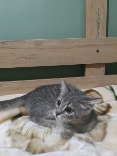 Sevimli minnak bi yavru kedi fotoğraf