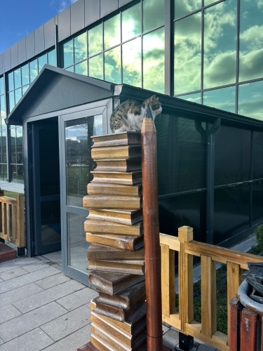 kendini sevdirmek için sizinle konuşur:)) fotoğraf